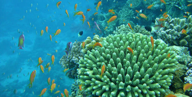 Coral reefs